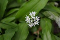 Wild garlic or ramsons Allium ursinum