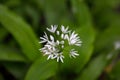 Wild garlic or ramsons Allium ursinum