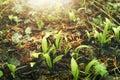 Wild garlic ramsons leaves growing in spring