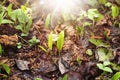 Wild garlic ramsons leaves growing in spring