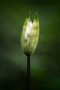 Wild Garlic or Ransom Allium ursinun