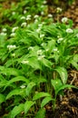 Wild garlic