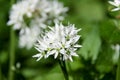 The wild garlic is related with chives, onion and garlic