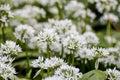 Wild garlic, Allium ursinum, blossom in spring, Bavaria, Germany, Europe