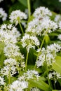 Wild garlic, Allium ursinum, blossom in spring, Bavaria, Germany, Europe Royalty Free Stock Photo