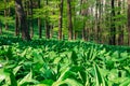 Wild garlic in springtime forrest Royalty Free Stock Photo