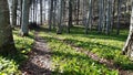 wild garlic in the woods Royalty Free Stock Photo