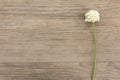 Wild garlic white flower on old grunge wooden background. Top view. Minimalistic mockup. Royalty Free Stock Photo