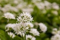 Wild Garlic White Flowers