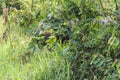 A wild gaur Bos gaurus hide itself behind tree. Royalty Free Stock Photo