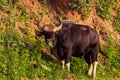 Wild Gaur (Bos gaurus laosiensis) Royalty Free Stock Photo