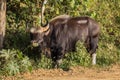 Wild Gaur (Bos gaurus laosiensis) Royalty Free Stock Photo