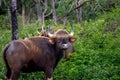Wild Gaur Royalty Free Stock Photo