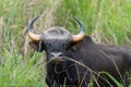 A wild gaur hiding in the tall grasses Royalty Free Stock Photo