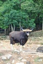 Wild gaur on nature background Royalty Free Stock Photo
