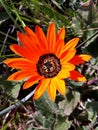 Wild gazania, Western Cape, South Africa Royalty Free Stock Photo