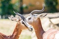 Wild Gazelles In National Park Royalty Free Stock Photo