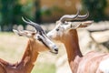 Wild Gazelles In National Park Royalty Free Stock Photo