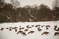 Wild gees in winter in the english garden Royalty Free Stock Photo