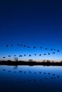 Wild Geese on a Blue Evening