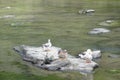 Wild geese, ducks in a lake , beautiful nature