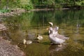 Wild geese family on a lake, group of water birds. Royalty Free Stock Photo