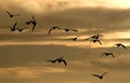 Wild Geese in flight into evening sky.