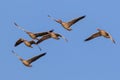 Wild geese in flight Royalty Free Stock Photo