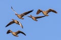 Wild geese in flight Royalty Free Stock Photo