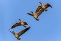 Wild geese in flight Royalty Free Stock Photo