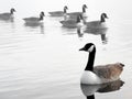 Wild geese floating on the lake`s surface Royalty Free Stock Photo