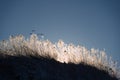 Wild geese fly over bushes at sunrise in the icy morning