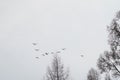 Wild geese fly in spring sky Royalty Free Stock Photo