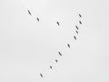 Wild geese fly in spring sky Royalty Free Stock Photo