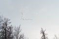 Wild geese fly in spring sky Royalty Free Stock Photo
