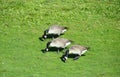 Wild geese at Gaswork park in Seattle at Lake Union