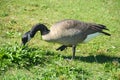 Wild geese at Gaswork park in Seattle at Lake Union Royalty Free Stock Photo