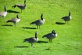 Wild geese at Gaswork park in Seattle at Lake Union Royalty Free Stock Photo