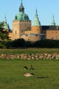Wild geese and Kalmar castle Royalty Free Stock Photo