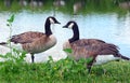 Wild geese on the lake.  a couple of wild geese by the pond Royalty Free Stock Photo