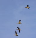 Wild geese, Lake Musov, Southern Bohemia, Czech Republic