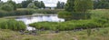 Wild geese at a pond in Stockholm