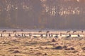 Wild geese resting in the sun on a field