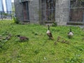 Wild geese of Roosevelt Island Royalty Free Stock Photo