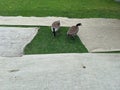 Wild geese of Roosevelt Island Royalty Free Stock Photo