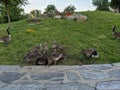 Wild geese of Roosevelt Island Royalty Free Stock Photo