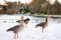 Wild geese, snow covered landscape