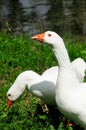 Wild geese in the spring Royalty Free Stock Photo