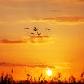 Wild geese sunset Royalty Free Stock Photo