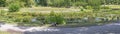 wild geese at a water lily pond